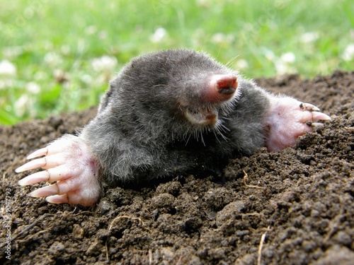 Photo: Laughing mole crawling out of molehill Laughing mole crawling out of molehill
