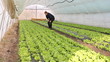 Farmer working in the greenhouse