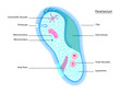 Paramecium- EPS 8 version