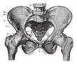 Fig. 160. Basin (squeleite with ligaments) saw its front face, v