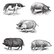 Pigs 1. Pig Siam. 2. Szalonta pig race. 3. Swine York. 4. Pork E