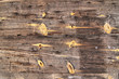 Old wooden boards