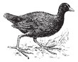 Moorhen, vintage engraving.