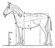 Proportions of the horse, vintage engraving.