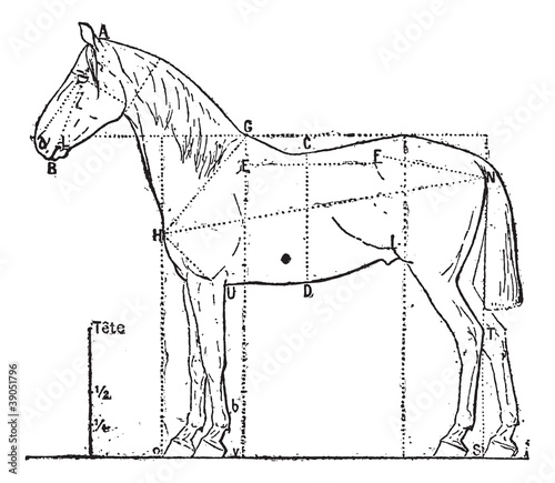 Vector: Proportions of the horse, vintage engraving. Proportions of the horse, vintage engraving.