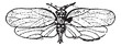Psyllids or jumping plant lice, vintage engraving.
