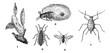 Aphids or plant lice, 1. Woolly adelgid. 2. Woolly adelgid. 3. R