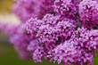 blooming lilacs