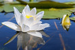 White lily