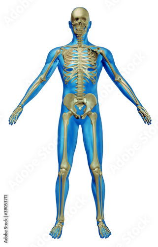 Illustration: Human Skeleton Human Skeleton