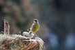 Greenfinch male near nestle