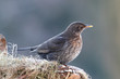 Thrush female on nestle