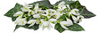 Perce-neige