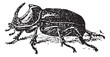 European Rhinoceros beetle (Oryctes nasicornis), vintage engravi