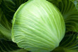 Fresh cabbage in the beds