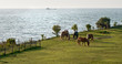 Horses graze on the sea shore