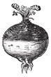 Vector: Rutabaga or Swede, vintage engraving. Rutabaga or Swede, vintage engraving.
