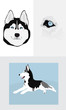 Siberian Husky