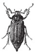 Fig 10. Cockchafer or May bug, vintage engraving.