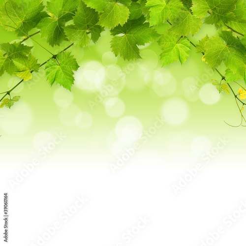 Foto: Bunch of green vine leaves Bunch of green vine leaves