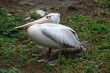 Foto: Young white pelican in the young bird plumage dress Young white pelican in the young bird plumage dress