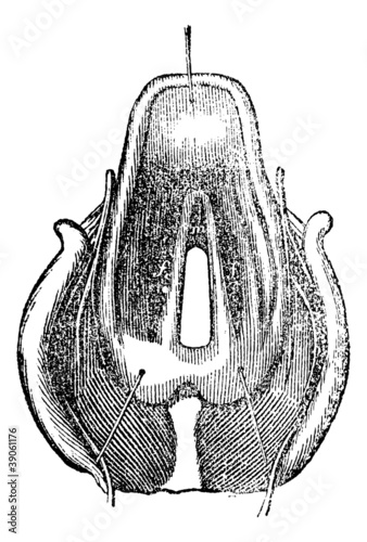Vector: Top view of the Larynx, vintage engraving. Top view of the Larynx, vintage engraving.