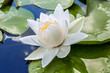 White lily