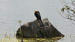 Anhinga in the Florida Everglades