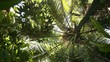 Palme vor Sonne Palme vor Sonne