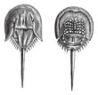 Horseshoe crabs in the Moluccas. - 1, lower surface 2. upper sur
