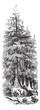 Taxodier couplet (Taxodium distichum) or Bald-cypress, vintage e