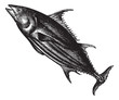 Tropical bonito (Thunnus pelamys), vintage engraving.