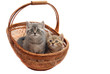 British kittens