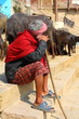 Photo: Sacred Cow in India Sacred Cow in India