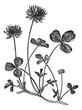 Vektor: White Clover or Trifolium repens, vintage engraving White Clover or Trifolium repens, vintage engraving