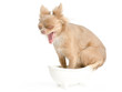 Dog in bathtub yawning