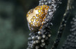 flamingo tongue Cyphoma gibbosum flamingo tongue Cyphoma gibbosum