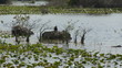 Anhinga in the Florida Everglades