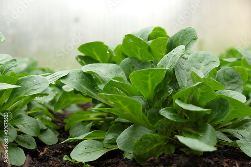 Foto: Feldsalat Nahaufnahme Feldsalat Nahaufnahme