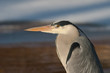 Close-up of a heron