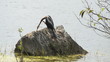 Anhinga in the Florida Everglades