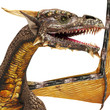 dragon close up