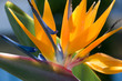 Bird Of Paradise Flower