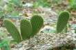 Cactus on a ground