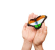 India flag butterfly