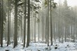 Photo en ligne au meilleur prix Coniferous forest on a frosty winter morning