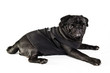 Photo: Black pug in black shirt Black pug in black shirt