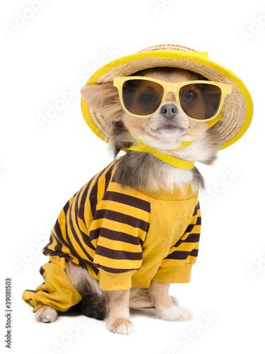 Photo: Summer chihuahua Summer chihuahua
