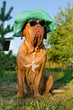 Dog with hat and glasses in the garden