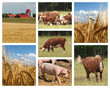 Farming Collage
